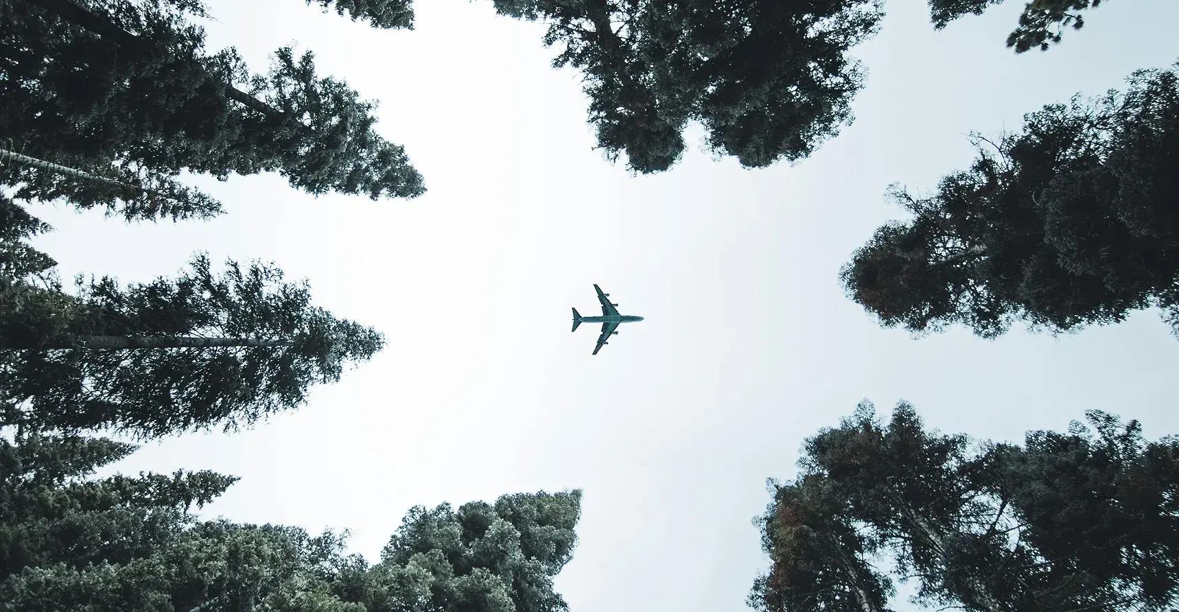 Upward view of a plane in the sky, framed by a circle of trees