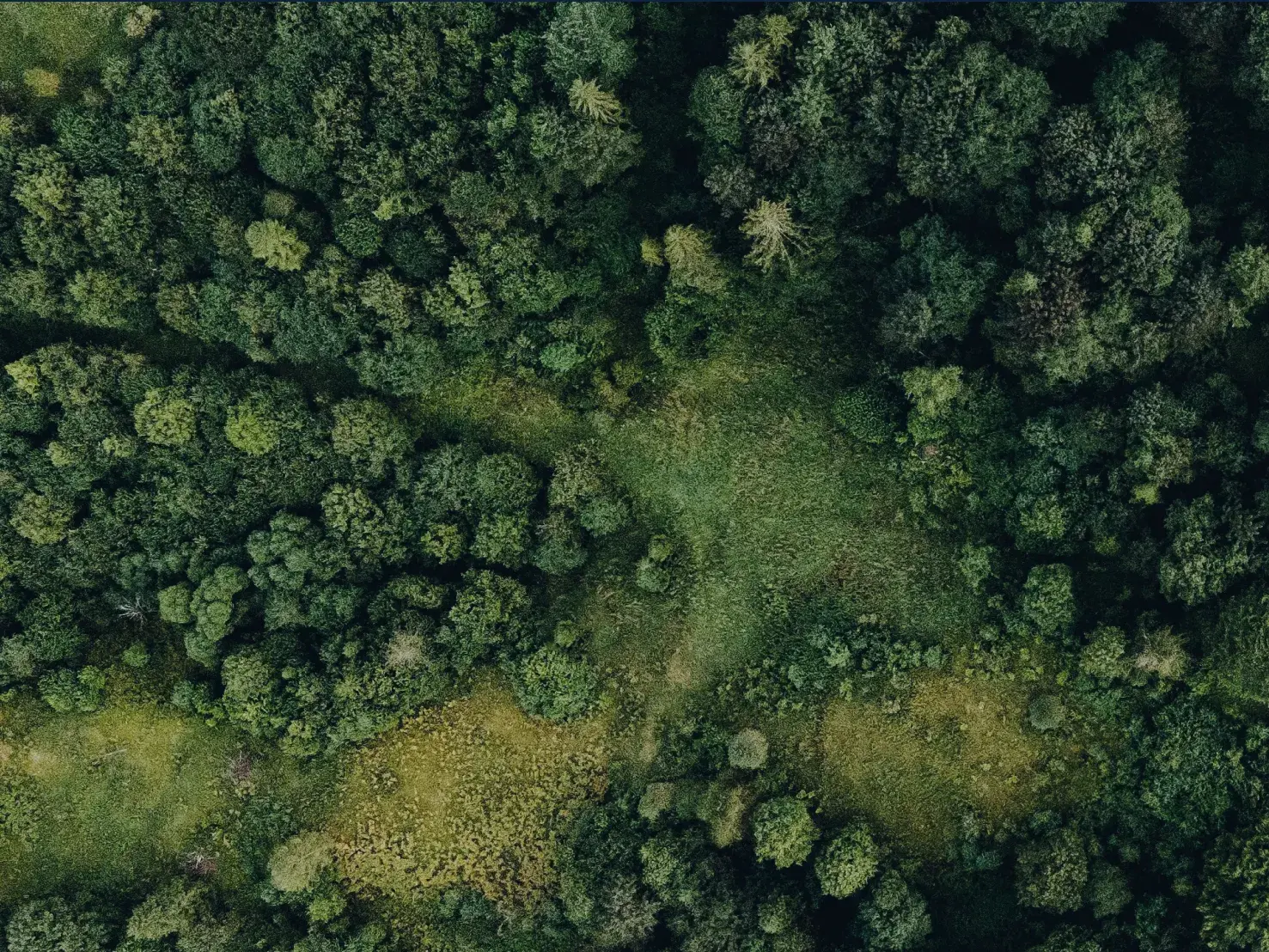Top down aerial view of a lush green forest